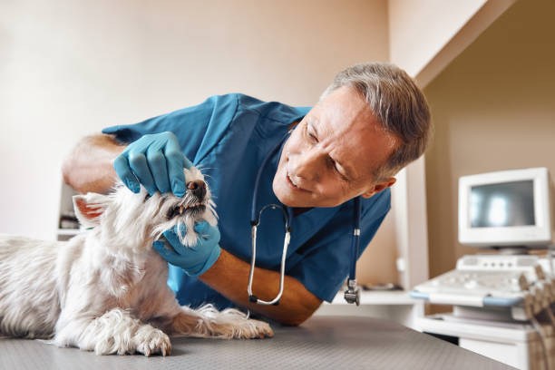 Best Walk-In Emergency Dentist in Derry, PA